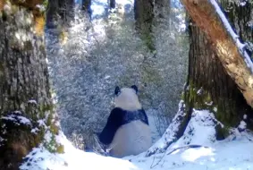 Tải video: 红外相机拍到的野生大熊猫雪中觅食，肚子鼓鼓的，看得出没少炫！