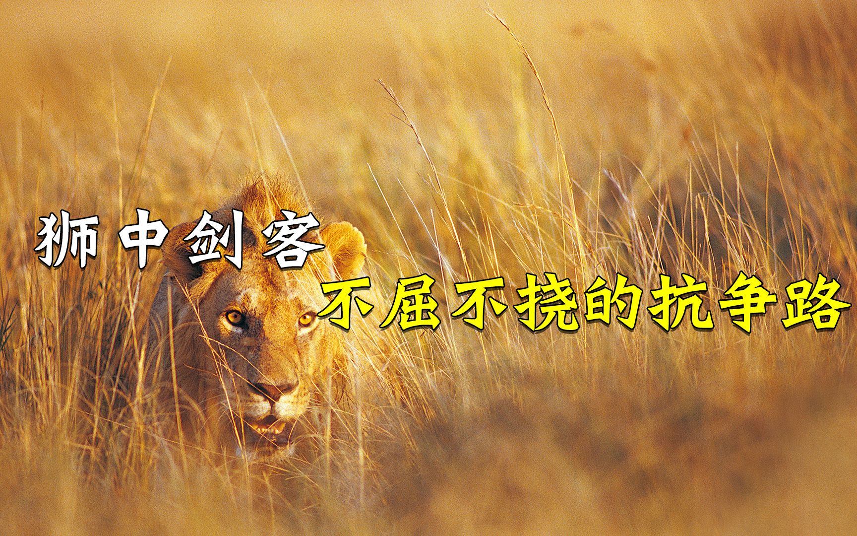 狮中剑客不屈不挠的抗争路