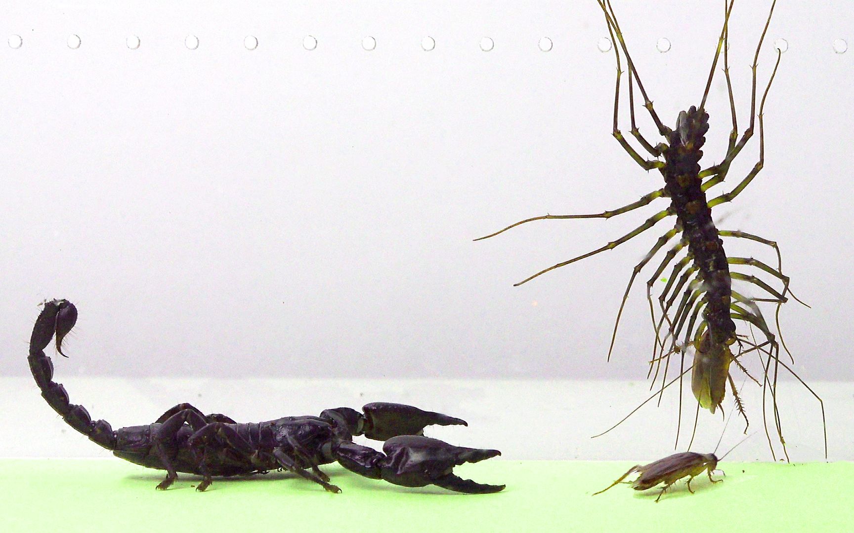 当大蝎子和蚰蜒遇见蟑螂,结果很意外