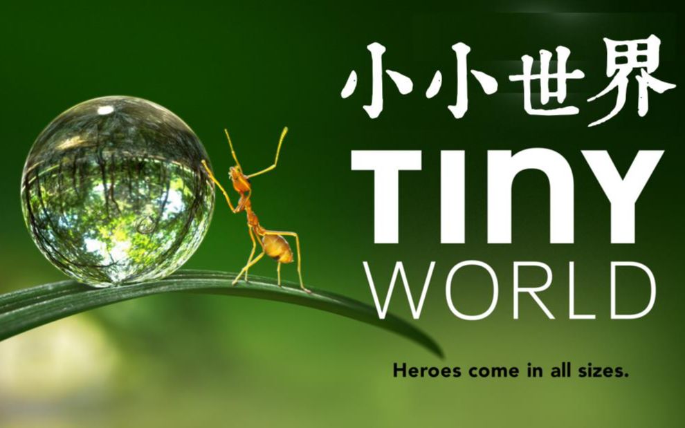 6《小小世界》| 拍摄3611天,超过3160小时镜头浓缩,引起极度舒适!