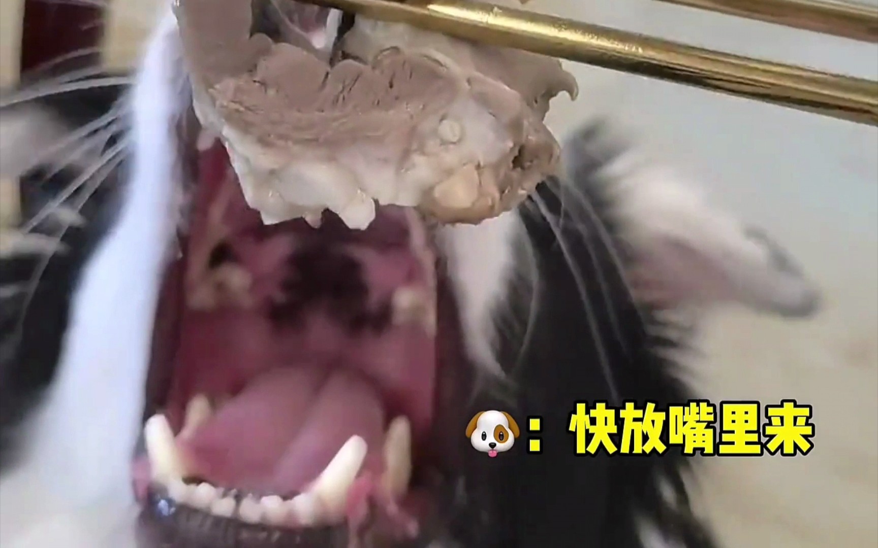 狗:义父,快炫我嘴里!