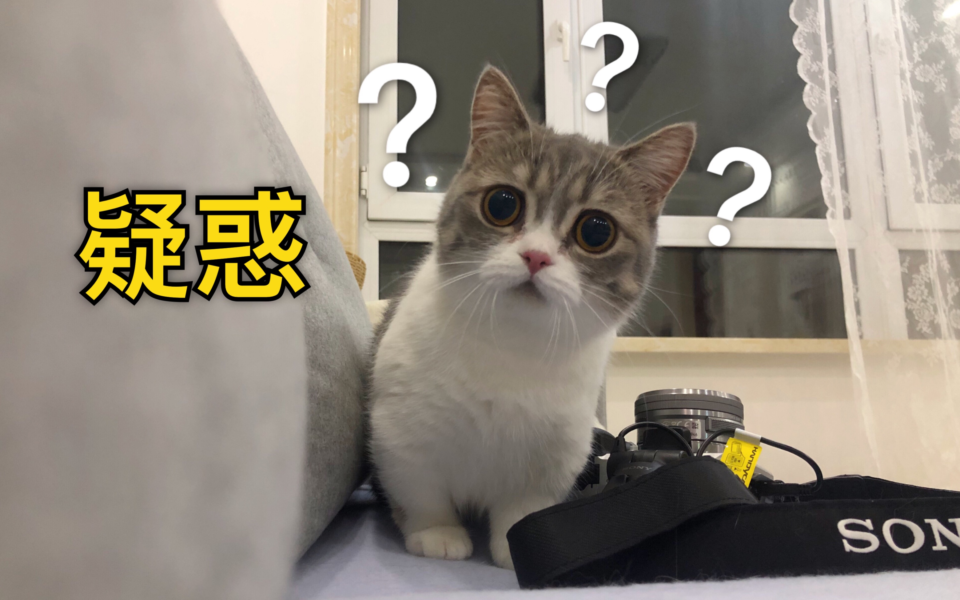 【g酱】小猫咪进攻前先疑惑了半分钟