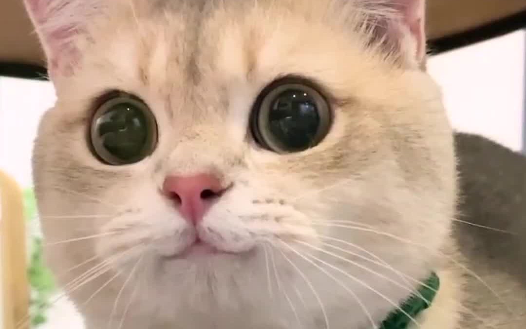 【猛男必看】挑战全网猫咪治愈微笑!