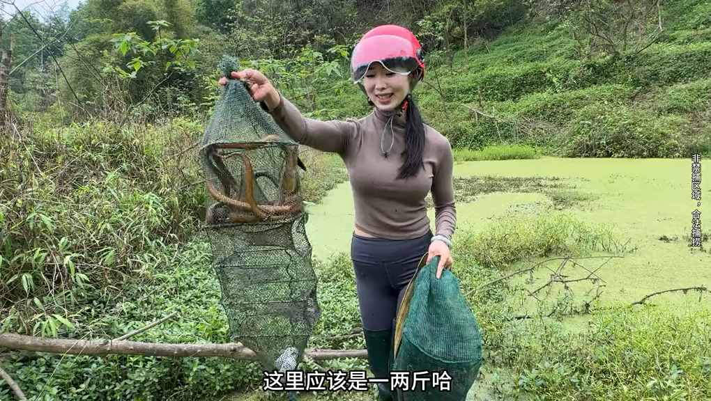 不起眼的小山塘收获很多黄鳝,惊讶不已哔哩哔哩bilibili