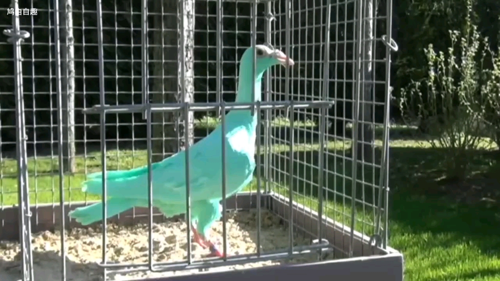 蓝绿色的鸽子毫无违和感的配色.