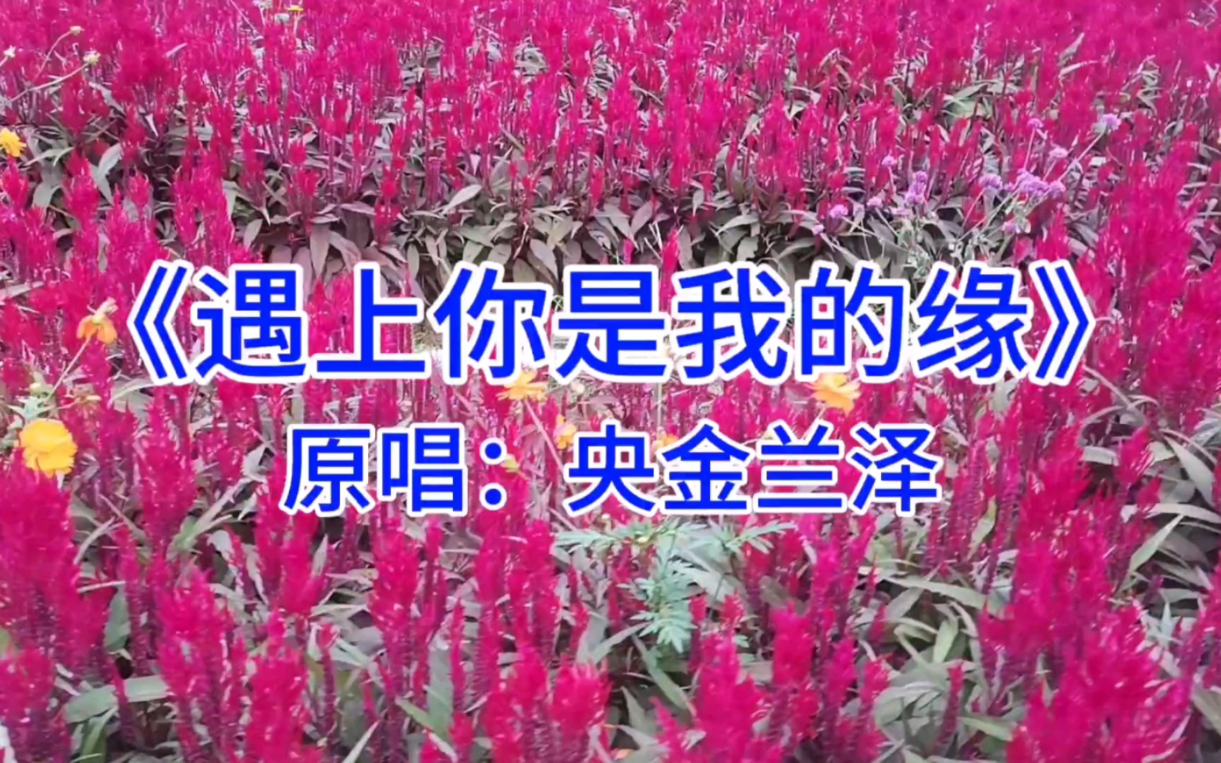 遇上你是我的缘歌曲(遇上你是我的缘歌曲表达寓意)