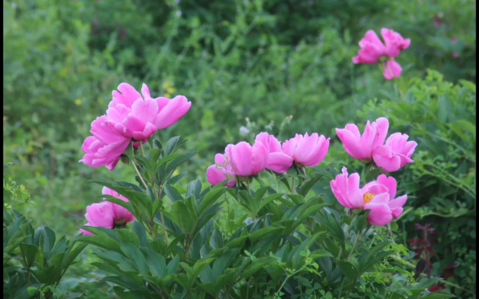 [图]你未看此花时，此花与汝心同归于寂；你来看此花时，则此花颜色一时明白起来，便知此花不在你的心外