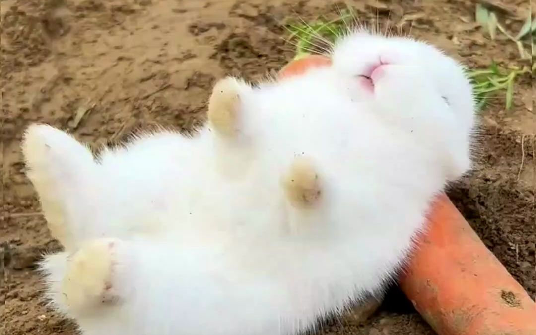 小兔子睡觉的样子图片