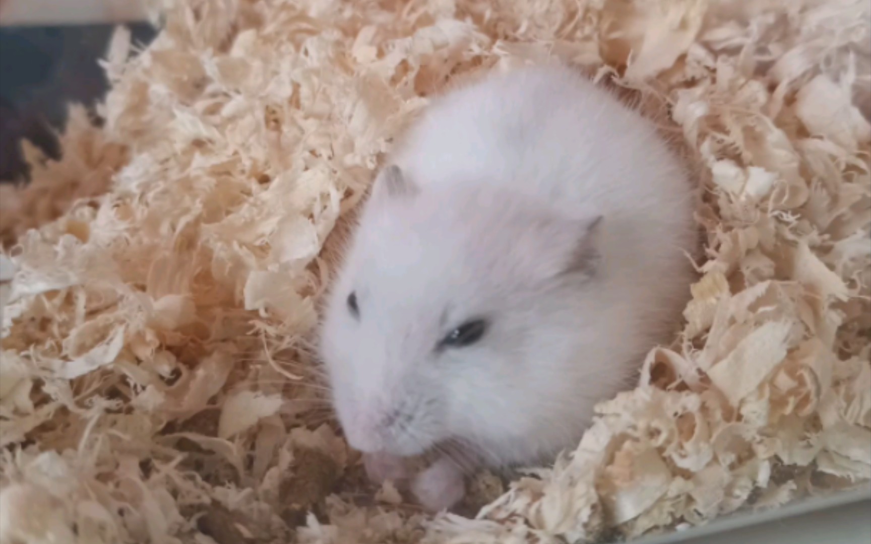 第一次养仓鼠,养成了星期鼠,估计是冷死的