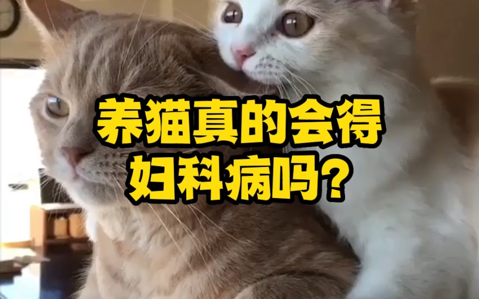 养猫真的会得妇科病吗?哔哩哔哩bilibili