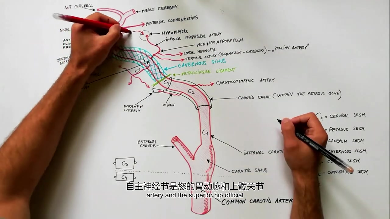 【中英字幕】生物 讲解 颈动脉 Carotid Artery  Segments & Branches哔哩哔哩bilibili