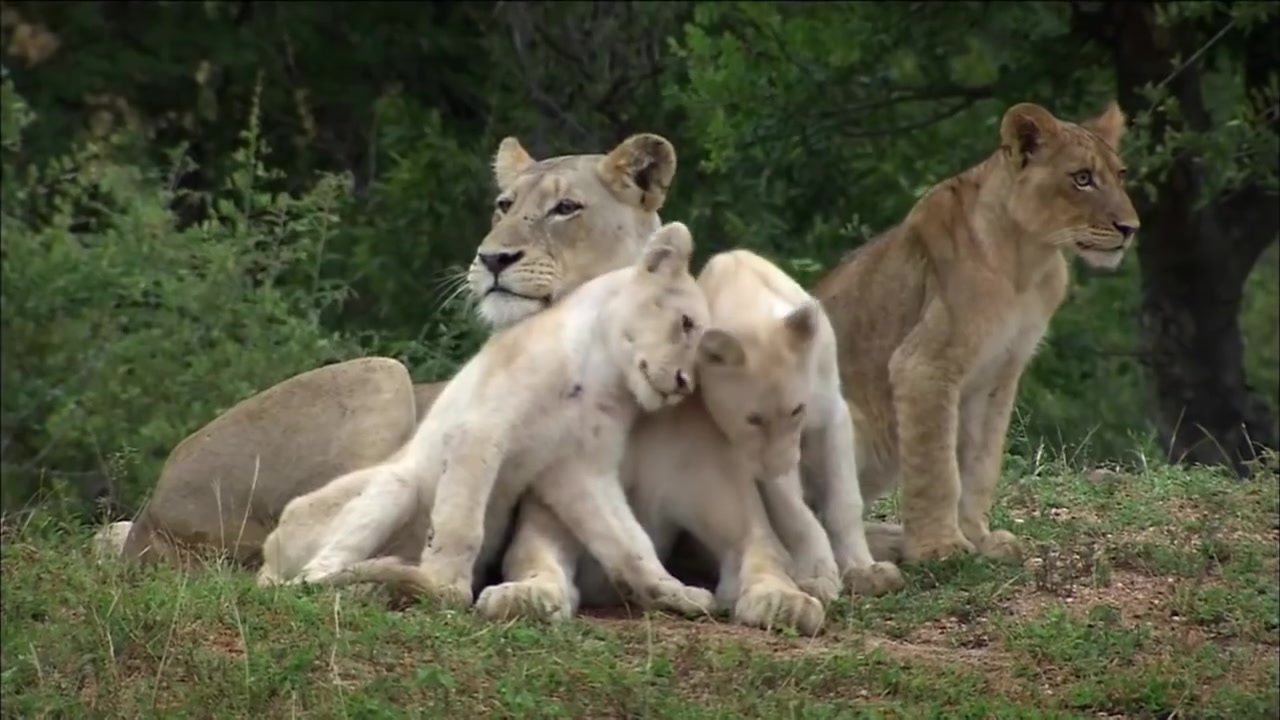 [图]【国家地理】珍稀动物The Rare and Exotic Animals（无字幕）