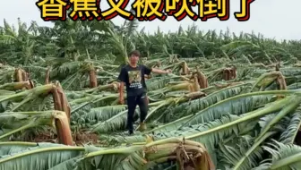 香蕉又被大风吹没了，农民种地不容易，防这防那，最终防不过台风