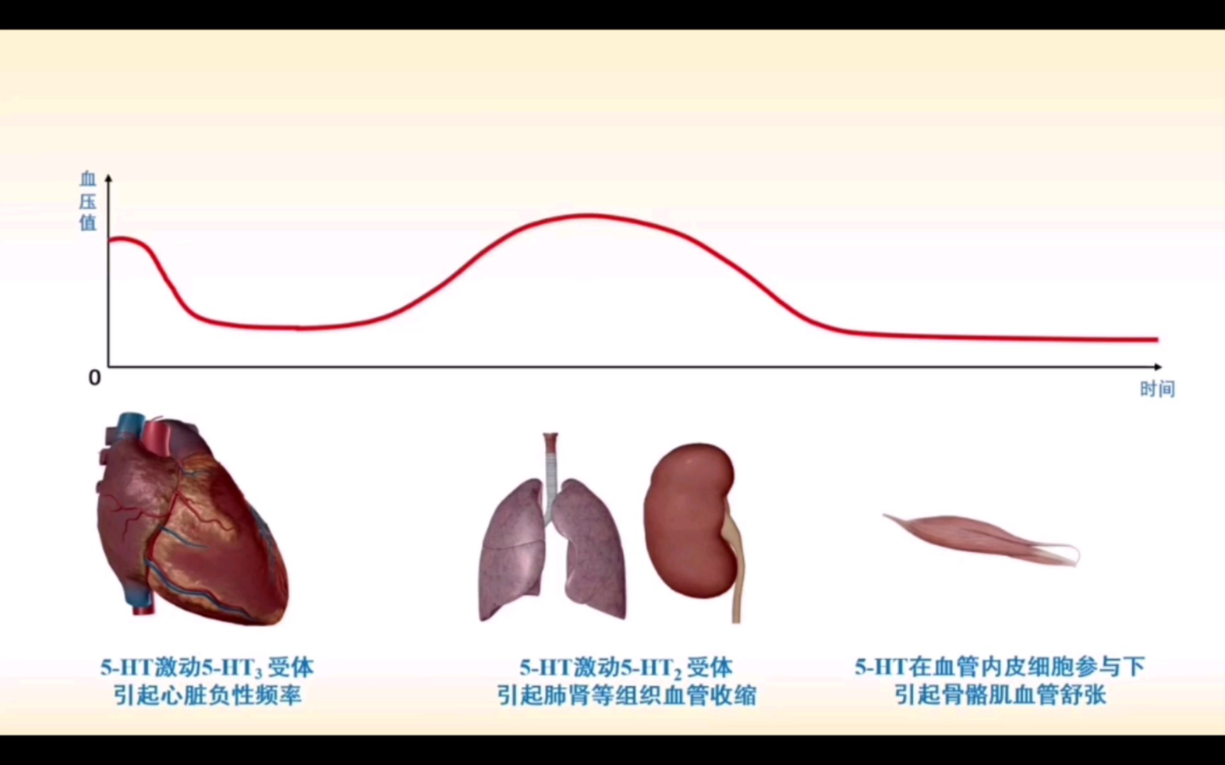 【药理学】5羟色胺对血压的三相反应哔哩哔哩bilibili