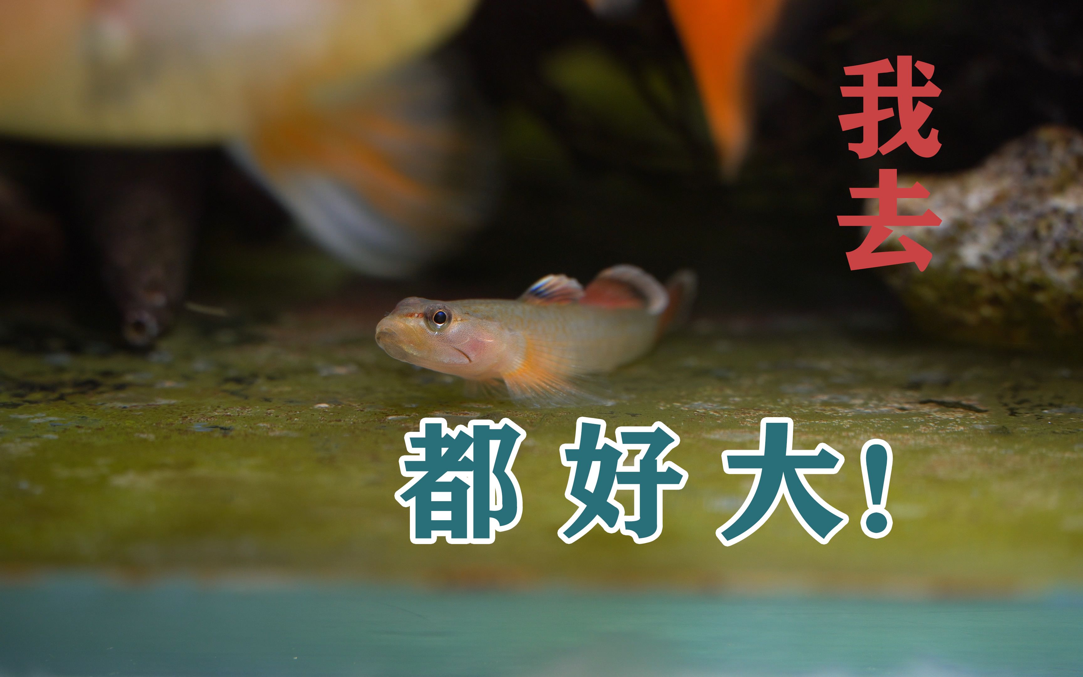 活动作品小鱼尾巴被咬重大嫌疑的吻虾虎搬家了