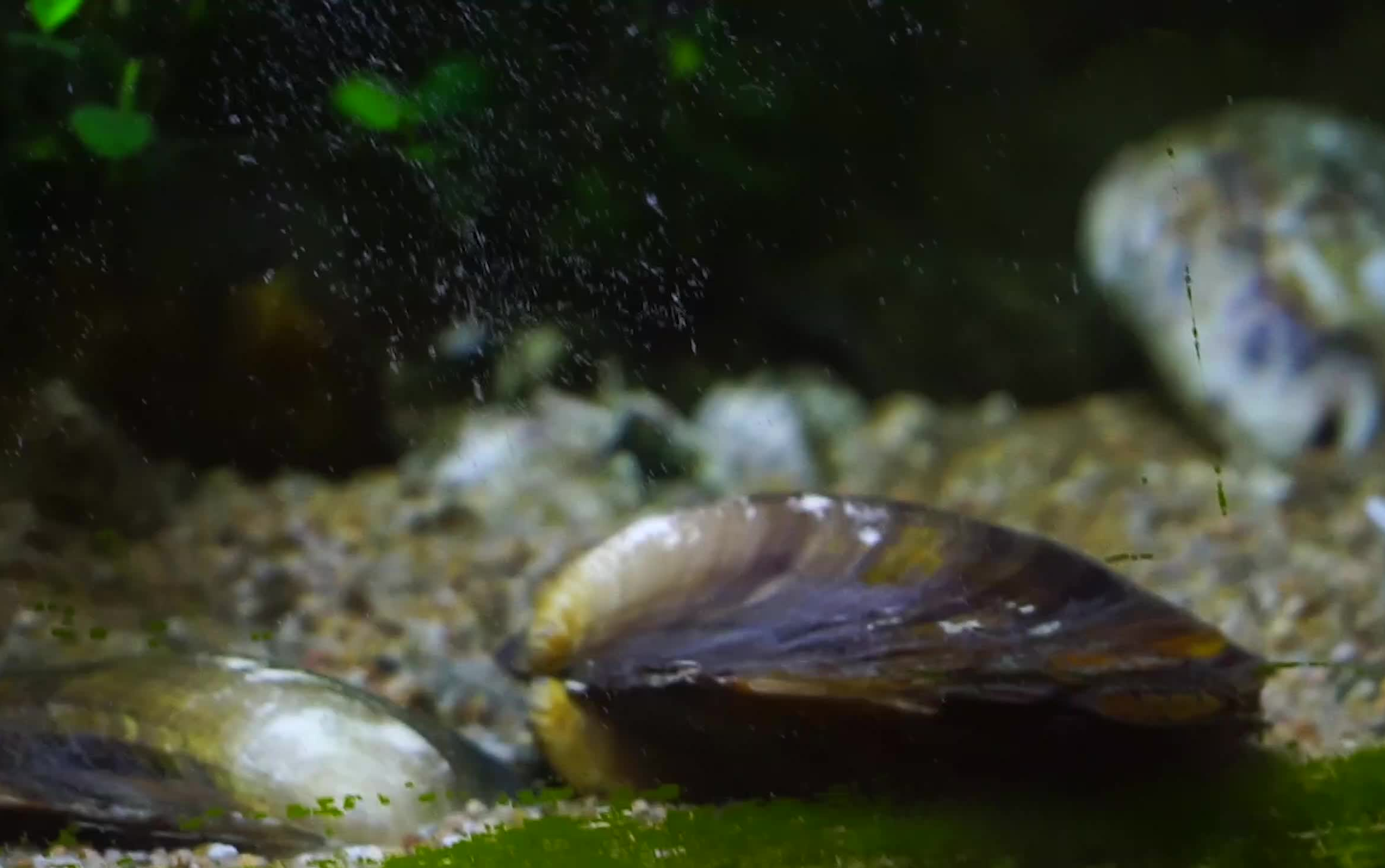 【你一定没见过的河蚌生孩子视频】水族幼儿园扩招啦!河蚌崽,虾崽,螺崽 火热报名!哔哩哔哩bilibili