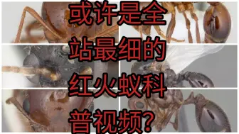 Video herunterladen: 或许是全站最细的红火蚁科普视频？