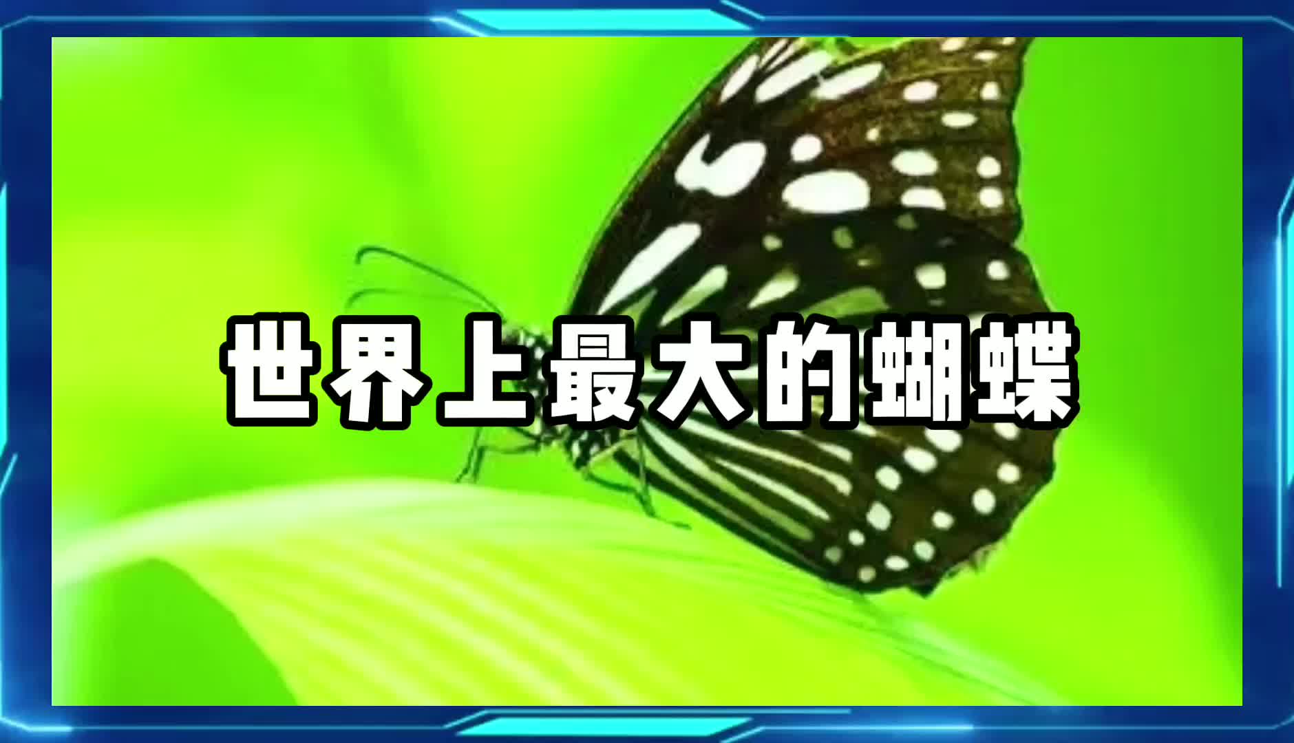 世界上最大的蝴蝶哔哩哔哩bilibili