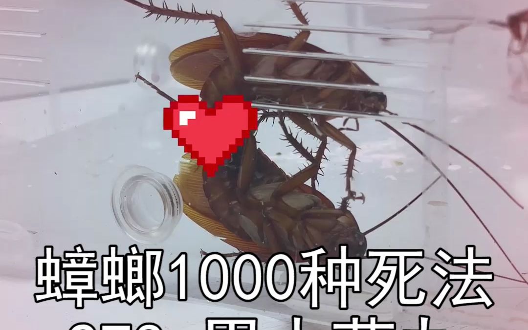 公蟑螂有点虚,吃点小药丸补补... #家庭版蟑螂粉哔哩哔哩bilibili