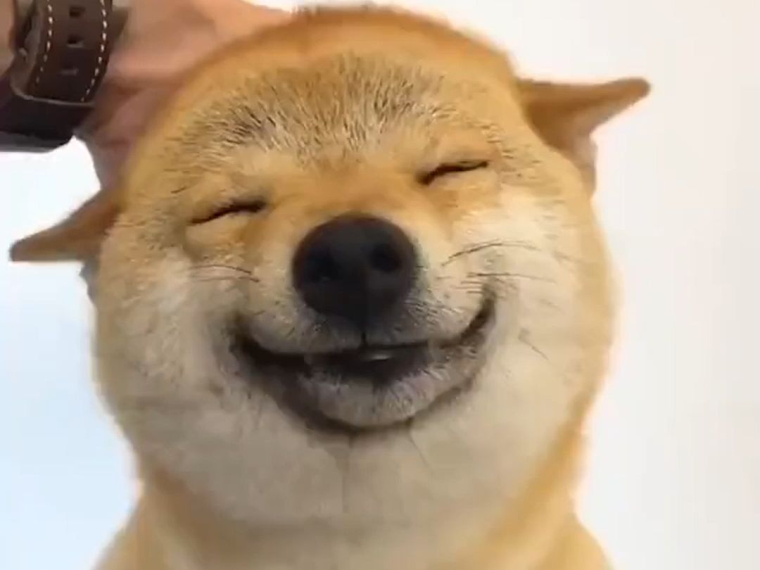 沉浸式撸狗头