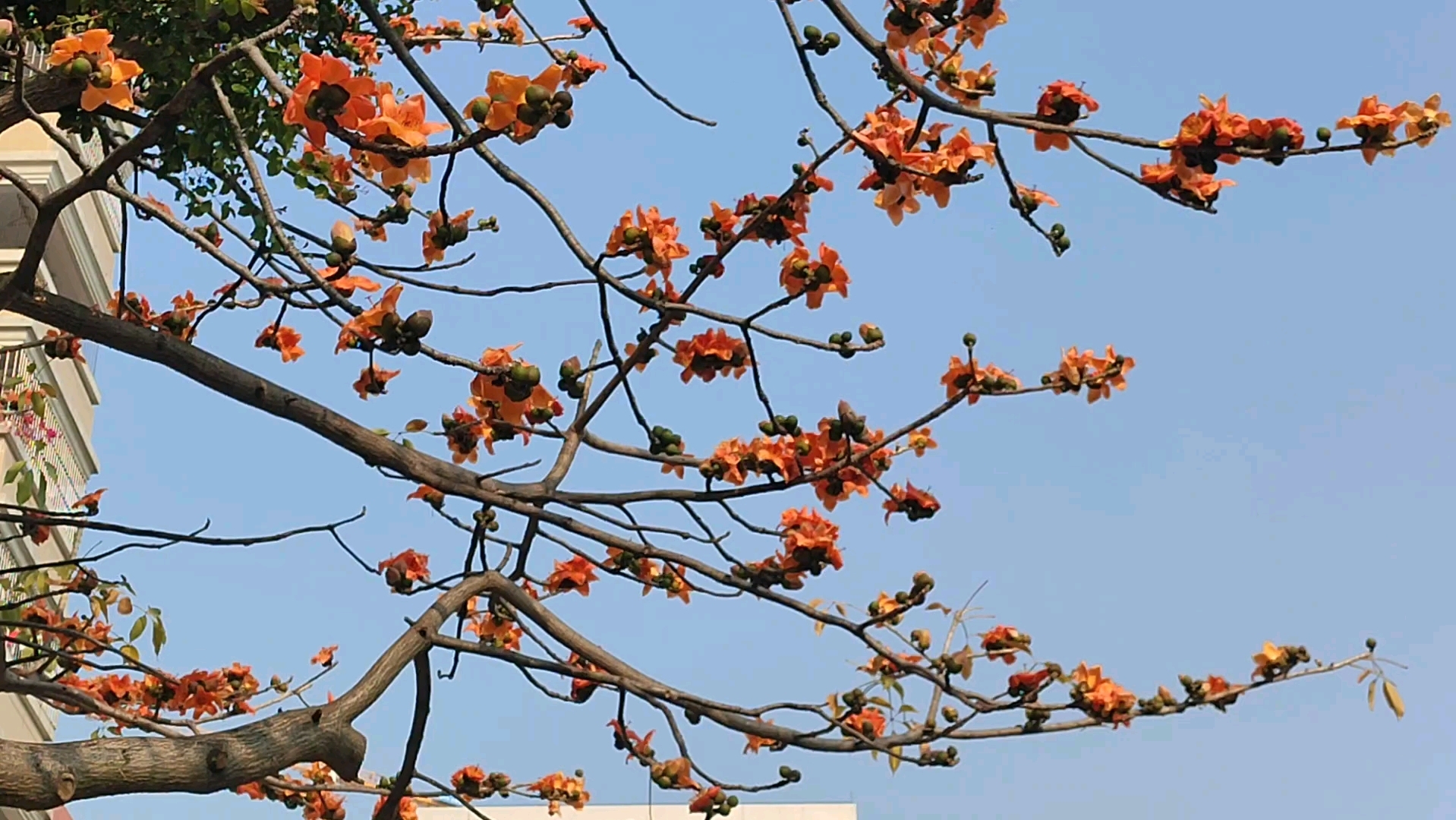 广州市花图片