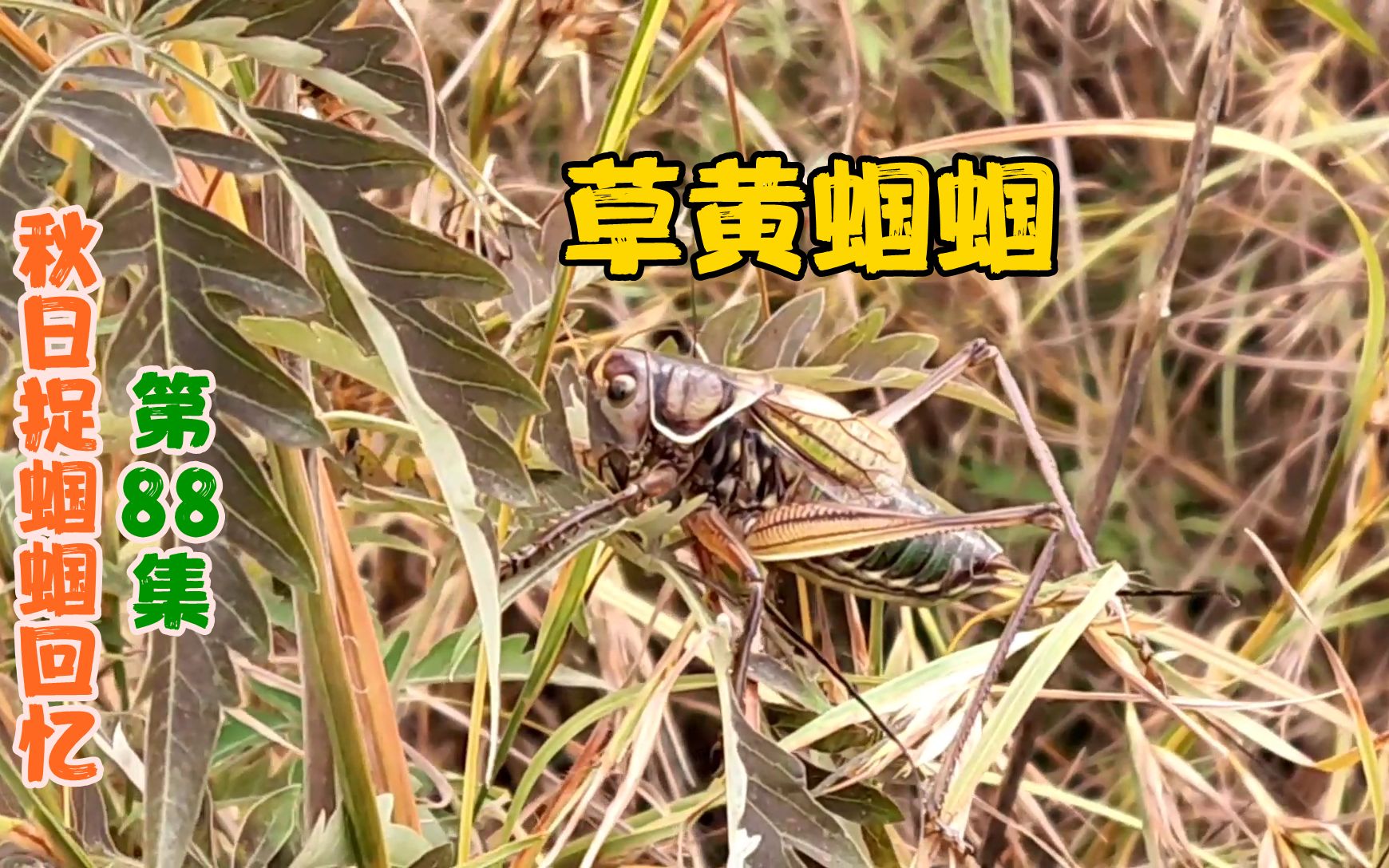 [图]见过草黄蝈蝈吗？同是晚秋才有的品种，比草白蝈蝈更显秋天之美！