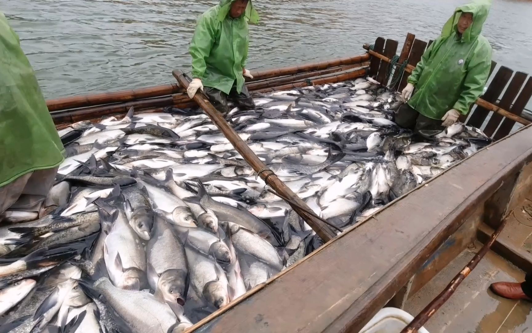 当地最大山塘网鱼,一网下去1万斤,就连高科技大型吊机都用上了