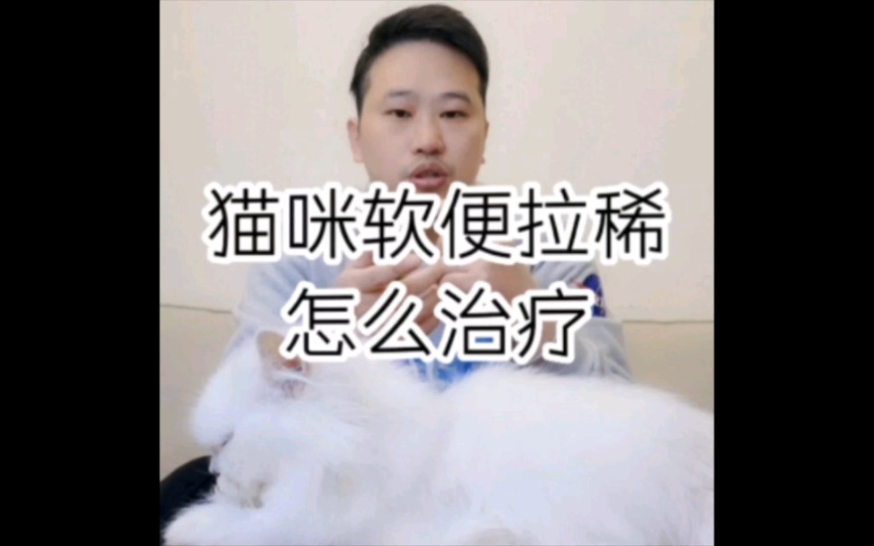 猫咪拉稀怎么治疗,猫咪软便怎么治疗#动物 #猫拉稀 #猫哔哩哔哩bilibili