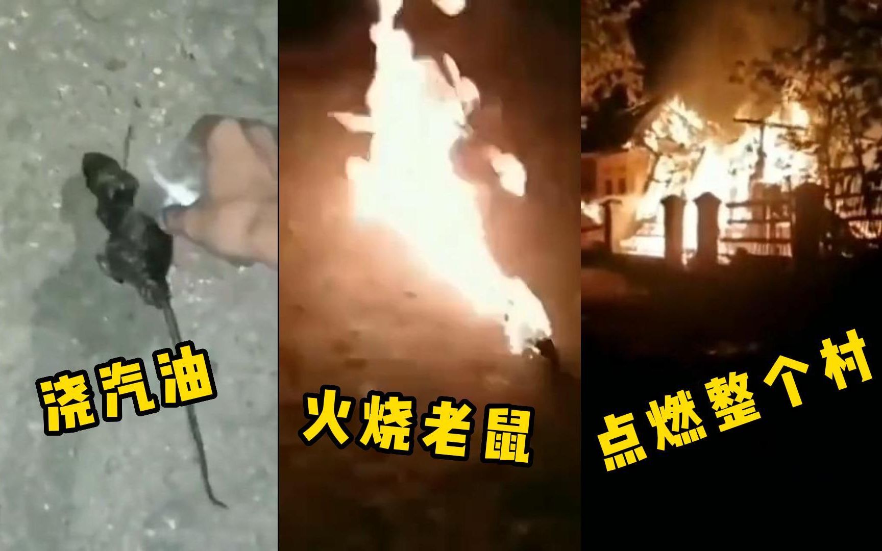 [图]小伙作死，用汽油烧活老鼠，结果老鼠乱窜把村庄烧完了