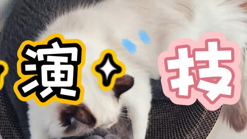 搜索 哔哩哔哩 つロ干杯 Bilibili