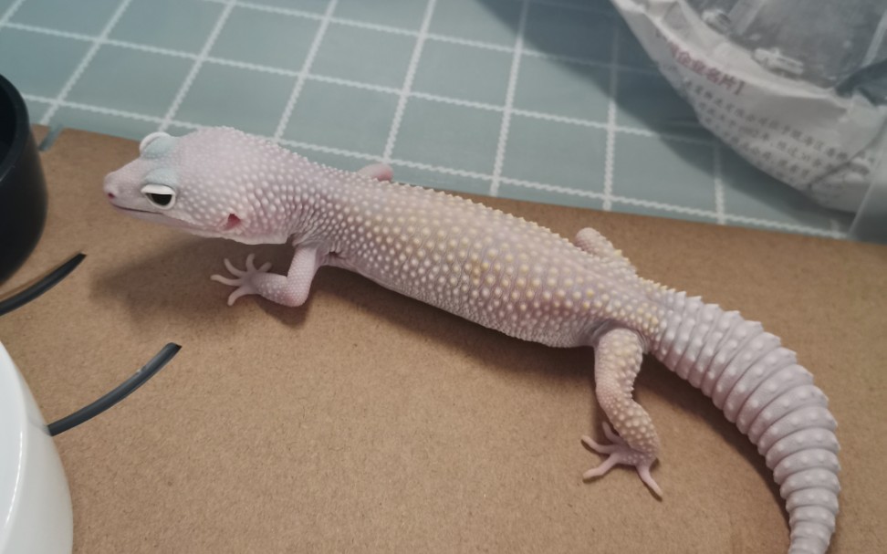 守宫星球教你区分恶魔白酒三品系