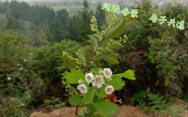 [图]清丽春景，与子共适