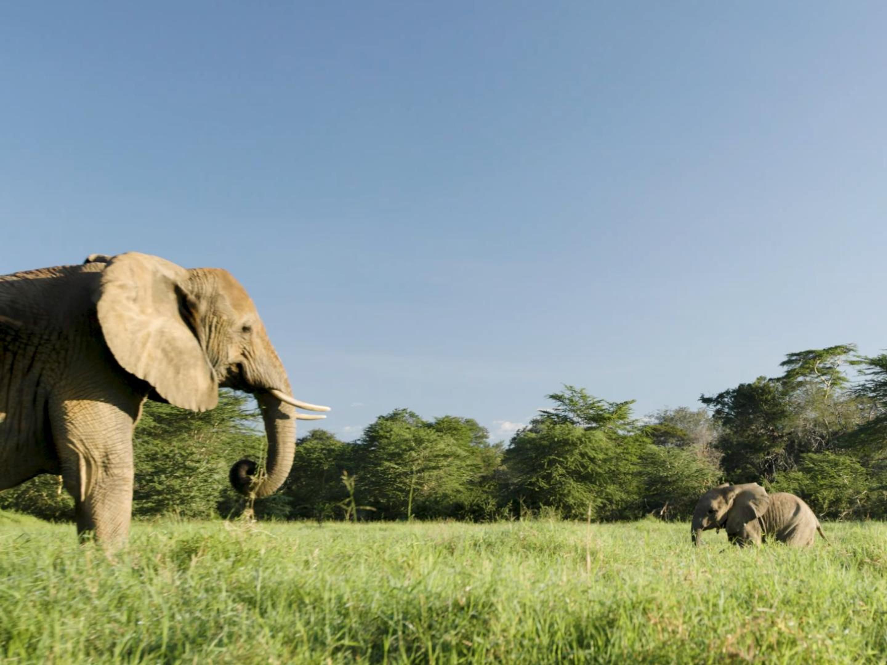 非洲森林象的辨识度很高