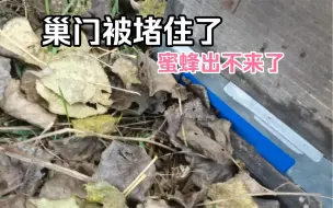 Download Video: 好几天没来蜂场了，巢门都被树叶赌住了，蜜蜂都没法出门了。