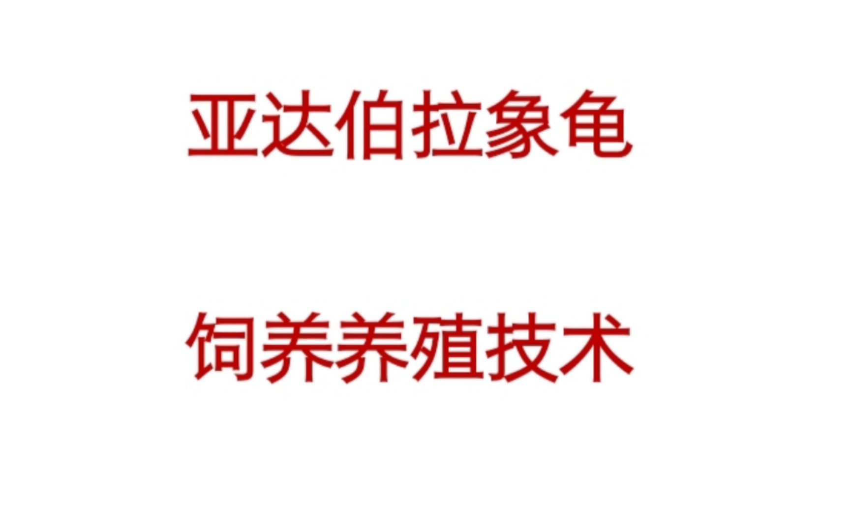 亚达伯拉象龟的饲养技术要点,希望这辈子能用上……哔哩哔哩bilibili