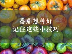 Download Video: 番茄想种好🍅记住这些小技巧