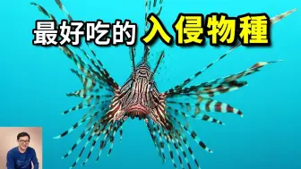 Download Video: 至今來路不明，但是足夠好吃，酷似外星生物的入侵物種——Lionfish獅子魚