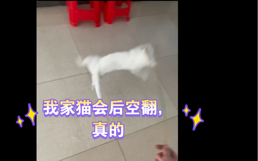 猫咪后空翻图片