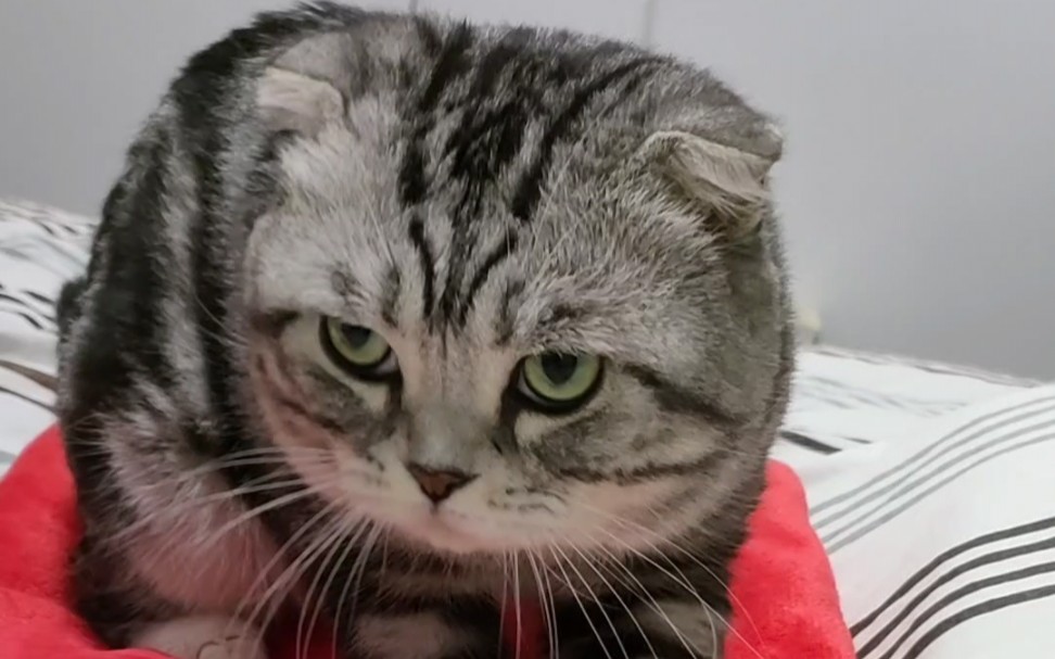 准备了个红色的小毯毯让猫哥踩踩_哔哩哔哩_bilibili