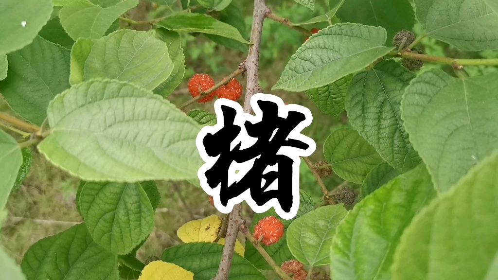 中草药楮哔哩哔哩bilibili