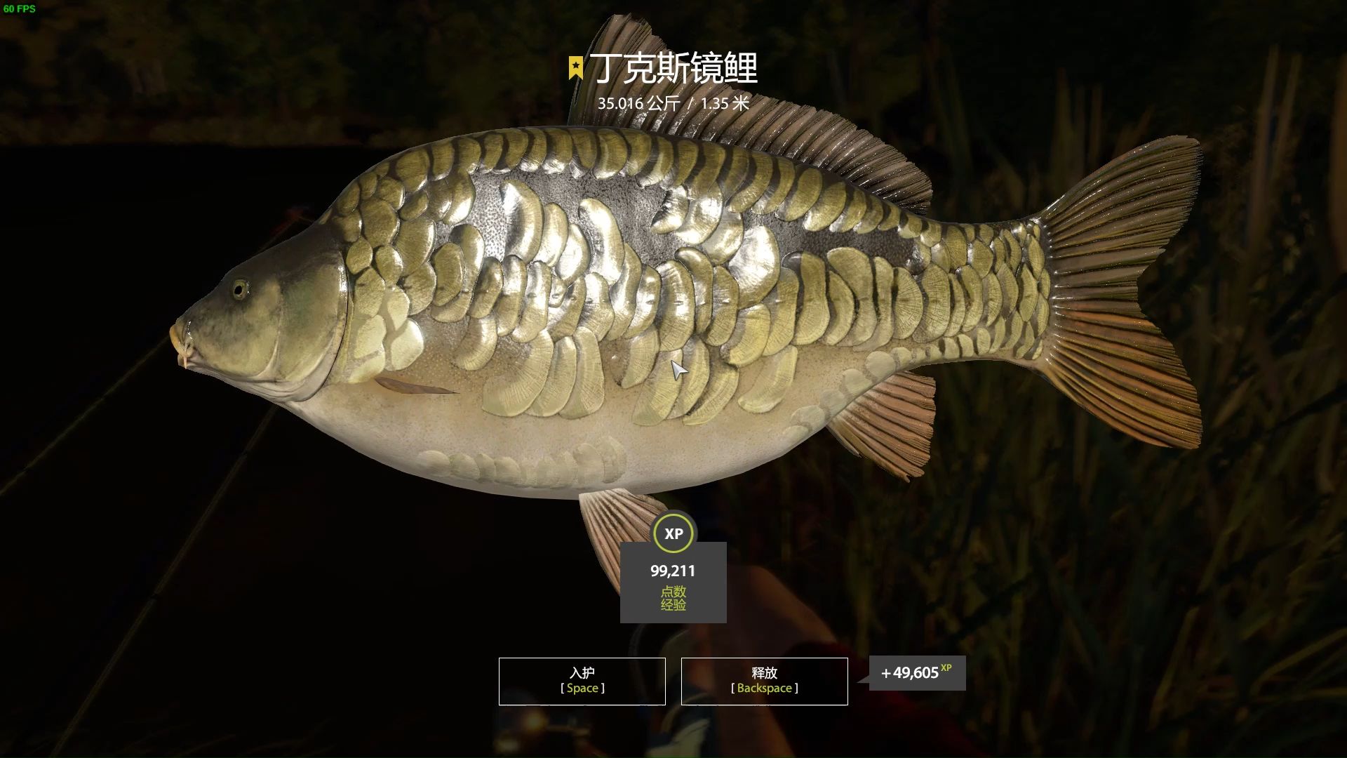 三分钟入护星丁克斯镜鲤