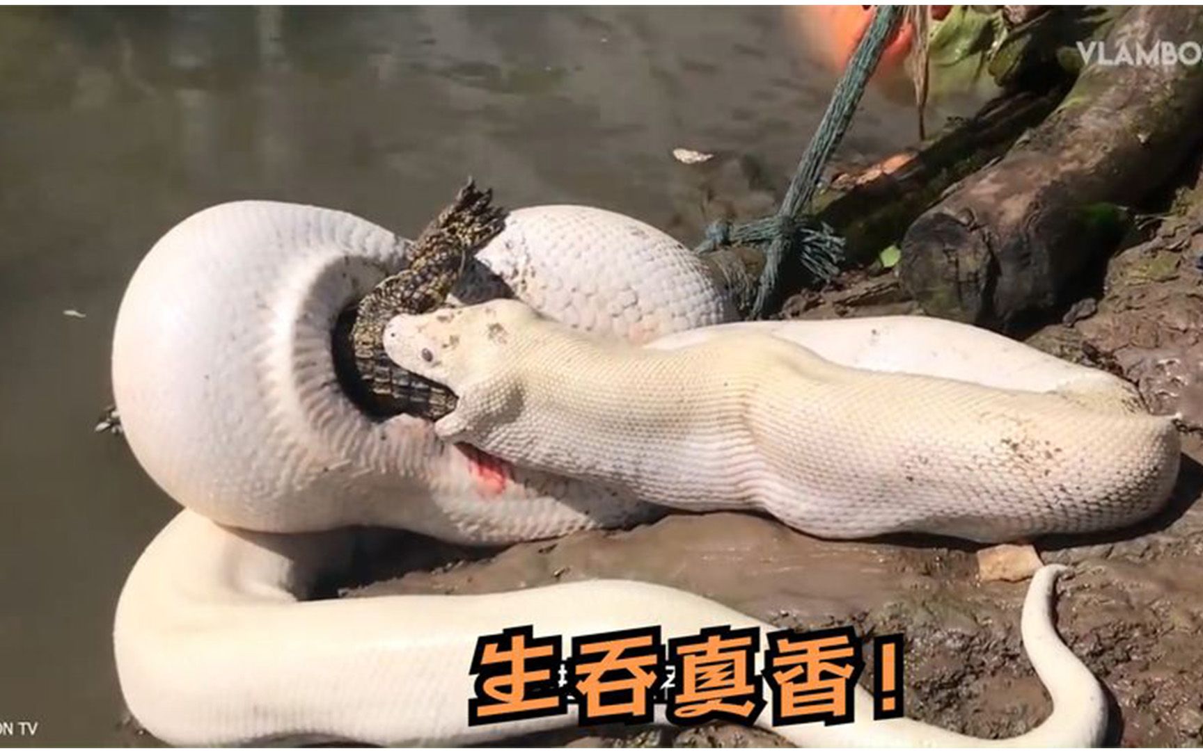 动物搏斗名场面:巨蟒与鳄鱼,连大象也出手了