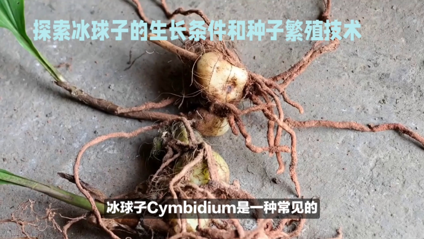 冰球子:神秘的冰球植物