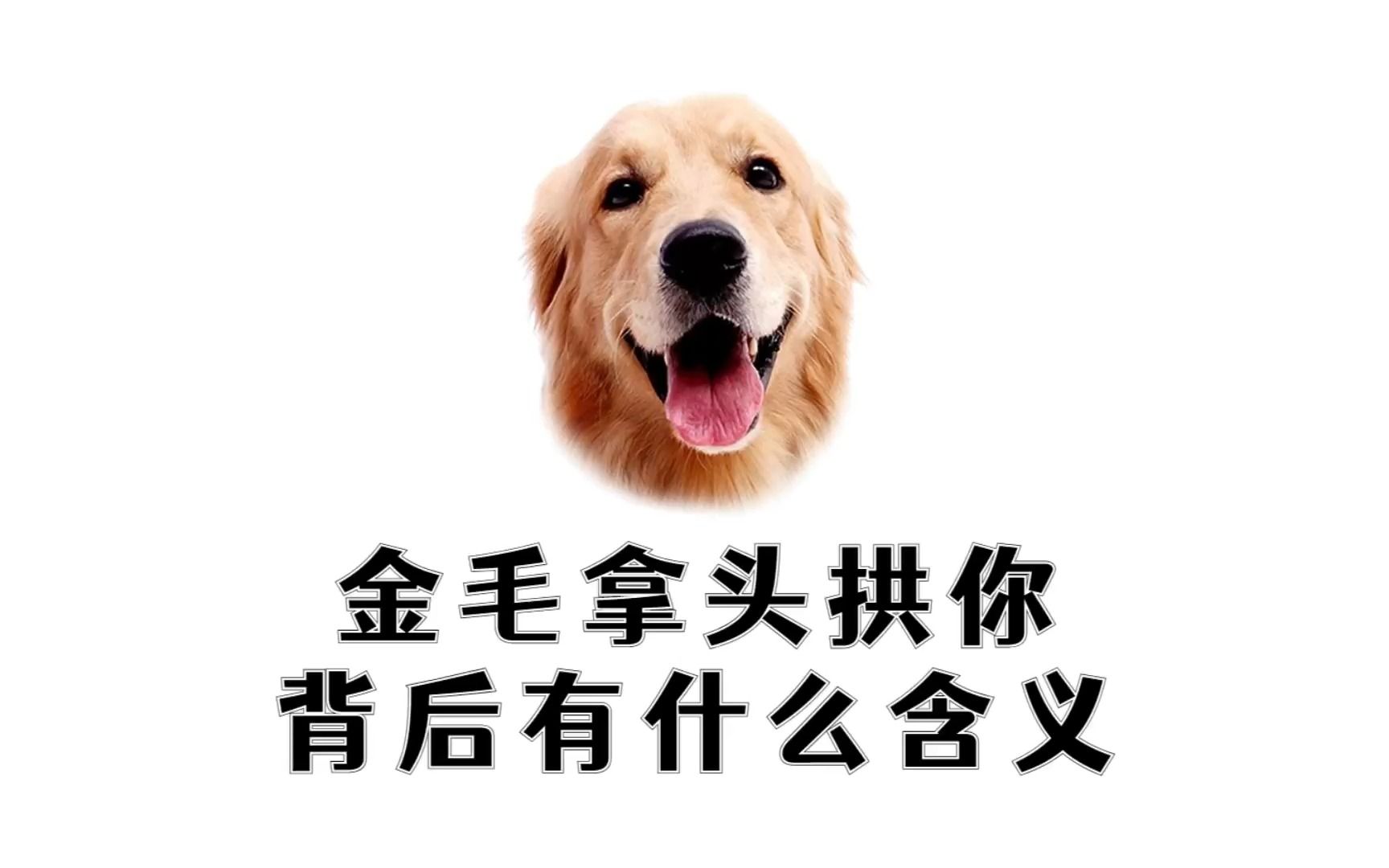 金毛拿头拱你,背后有什么含义?