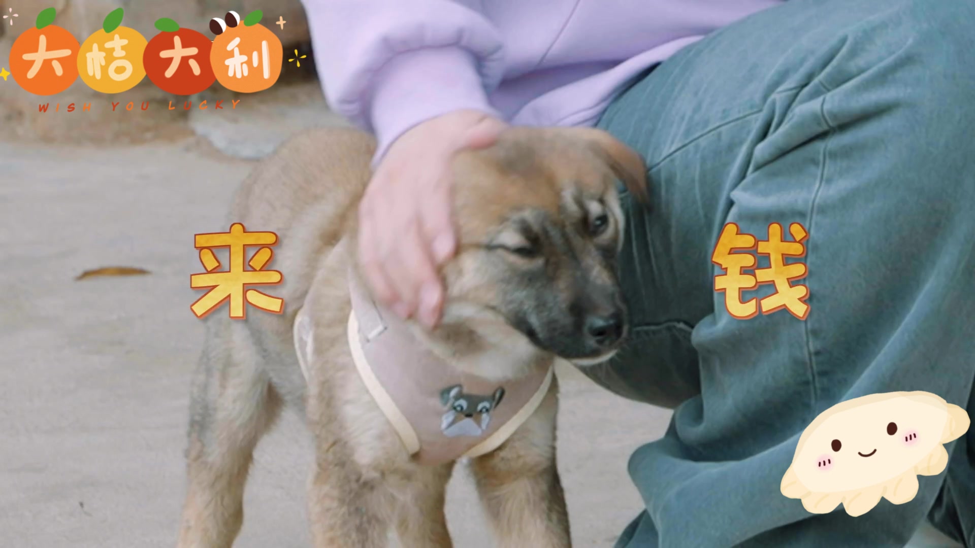 [图]来字辈一猪三犬