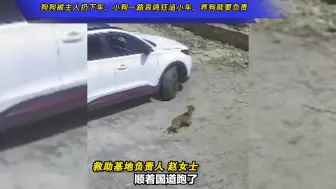 下载视频: 狗狗被主人扔下车，小狗一路哀鸣狂追小车，养狗就要负责