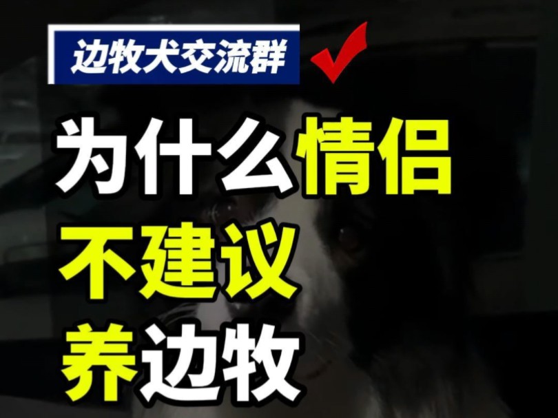 第99集丨作为爱情保卫犬的边牧,情侣千万不能随便养!#边牧交流群 #杭州边牧交流群 #苏州边牧 #上海边牧交流 #边牧交流 #杭州边牧交流 #苏州边牧交流...