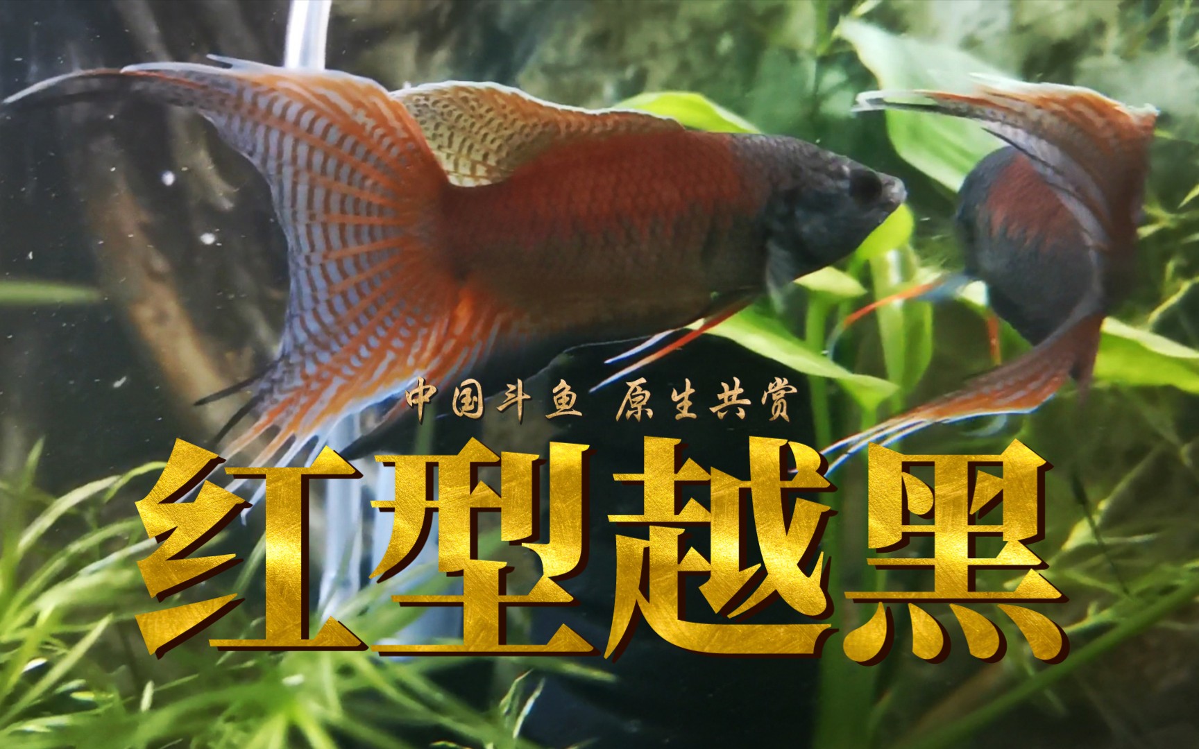 活動 越南黑叉.紅型!別名:紅鰭鬥魚!稀有中國鬥魚!