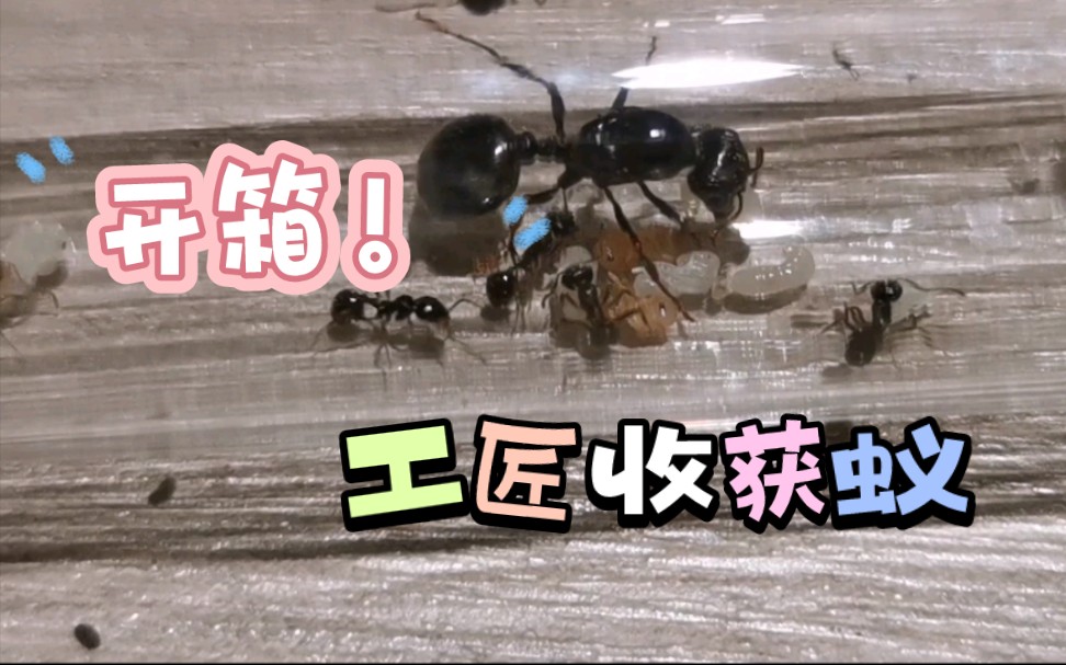 【工匠收获蚁】开箱!又有新蚂蚁了捏,小群落应该很容易壮大吧!