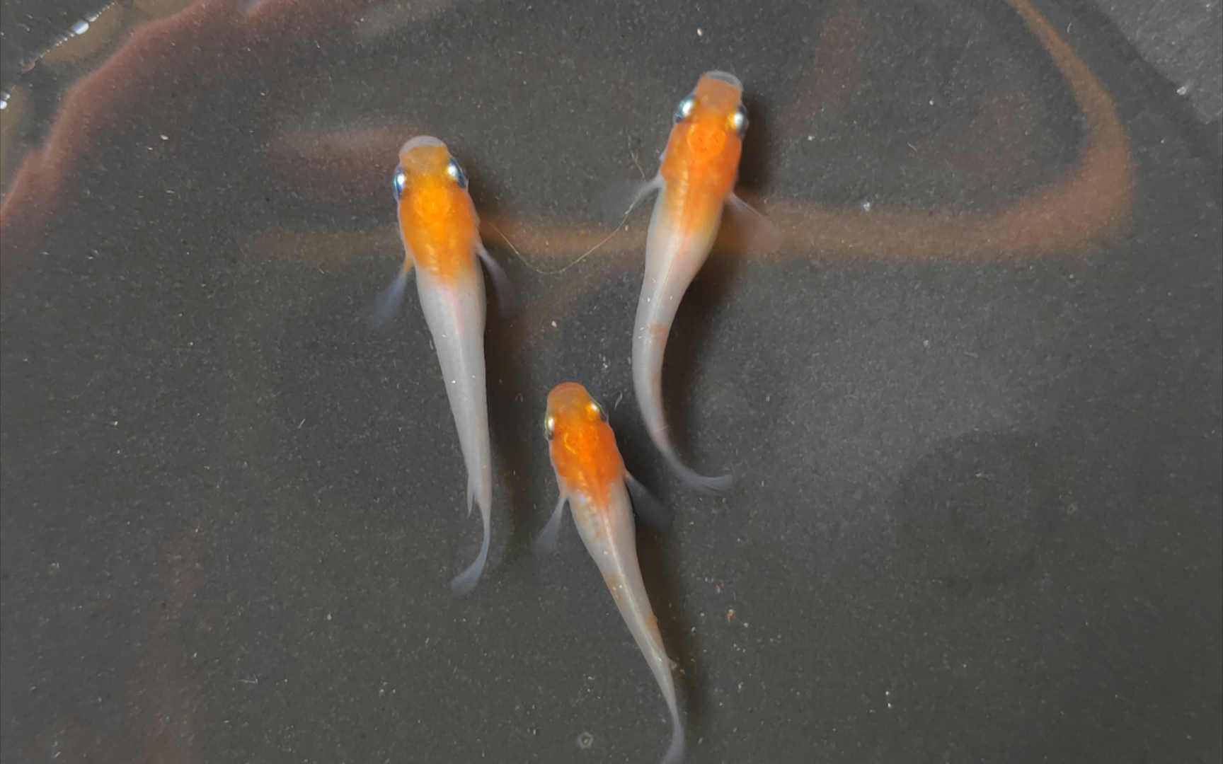 观背青鳉,微拍堂上新了